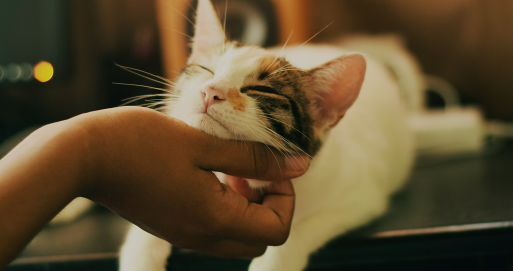 Chat ronron thérapie