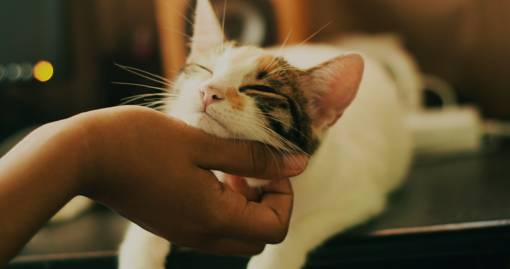 Pourquoi Avoir Un Chat A La Maison Est Il L Un Des Meilleurs Remedes Contre La Depression Balcon Sud